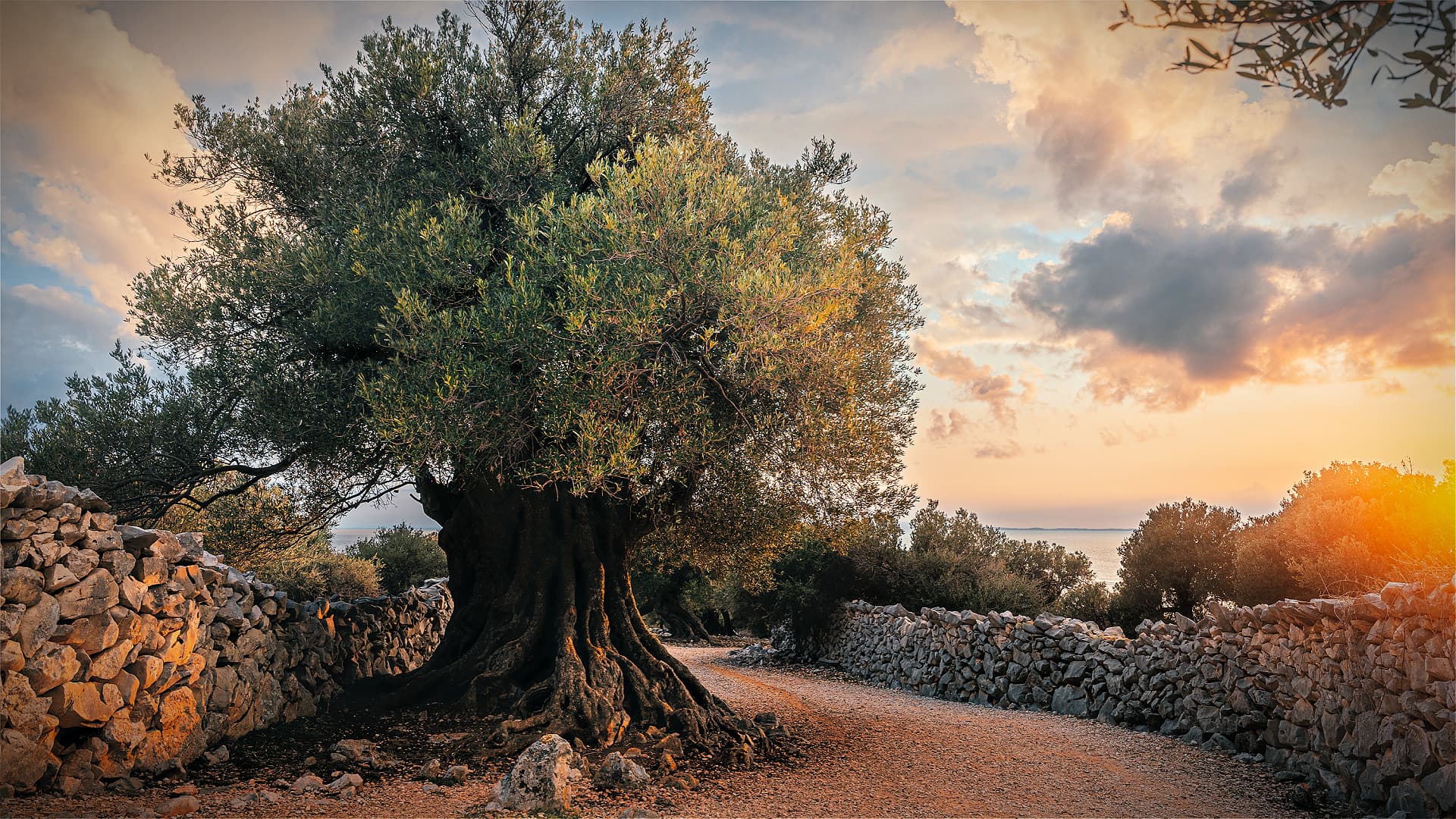 Lun olive tree Lunjski maslinici dnevni izlet Novalja Croatia Daily Excursion